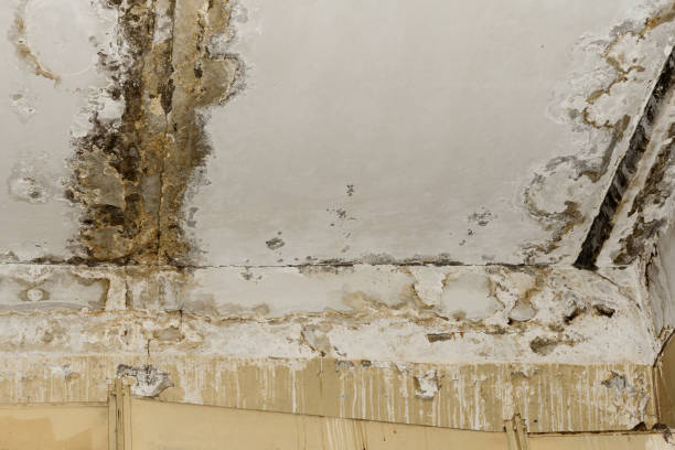 Reliable Passapatanzy, VA Mold Removal Solutions